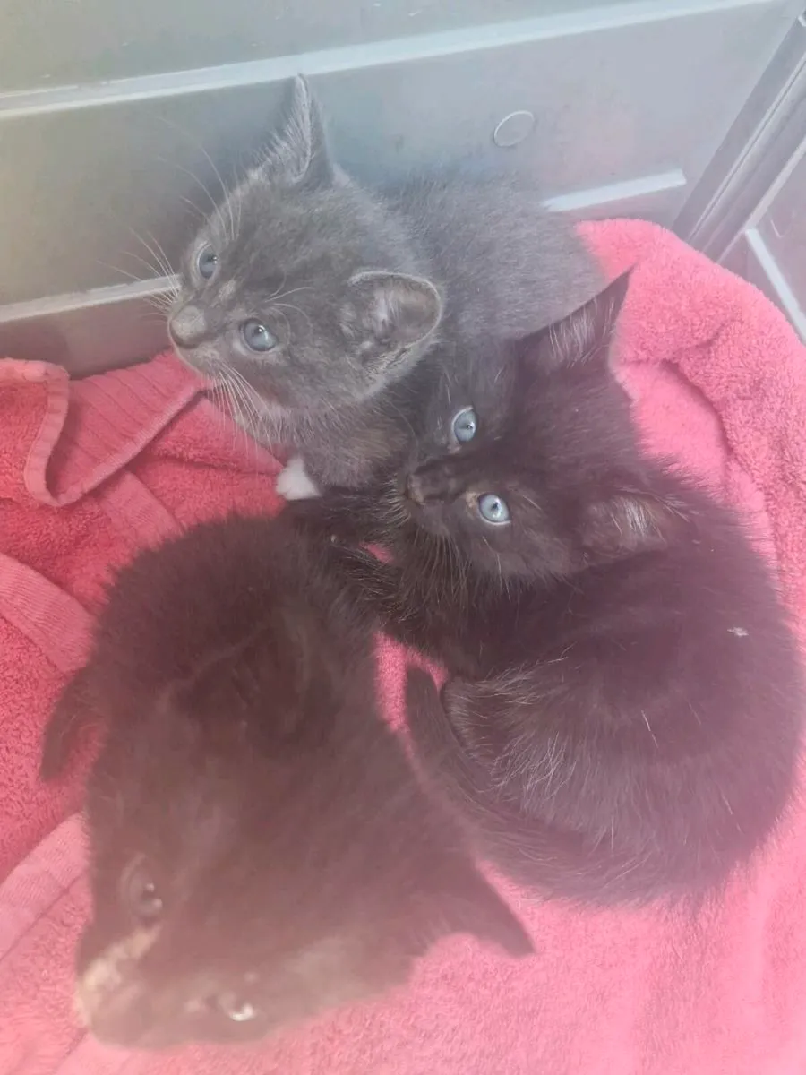 Kittens Russian Blue - Image 1