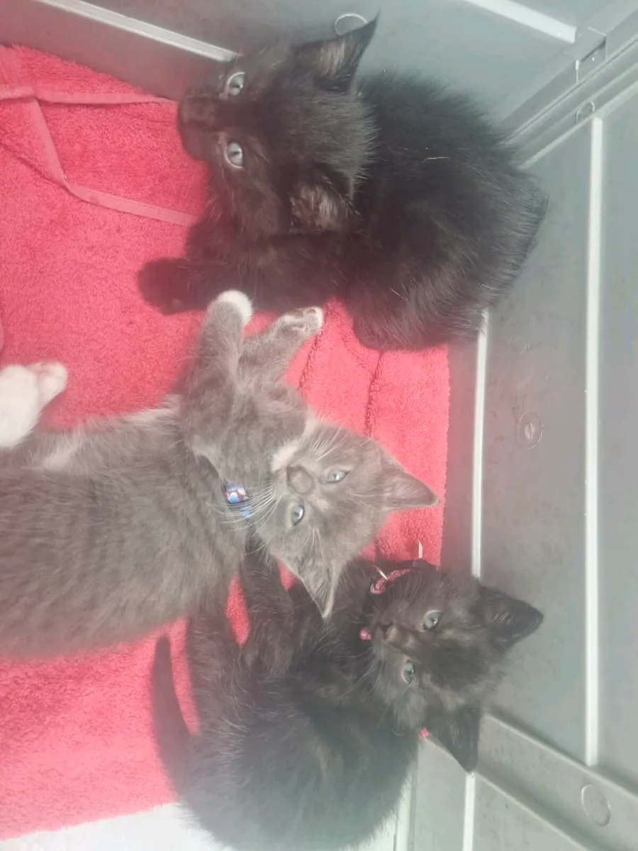 Kittens Russian Blue - Image 2