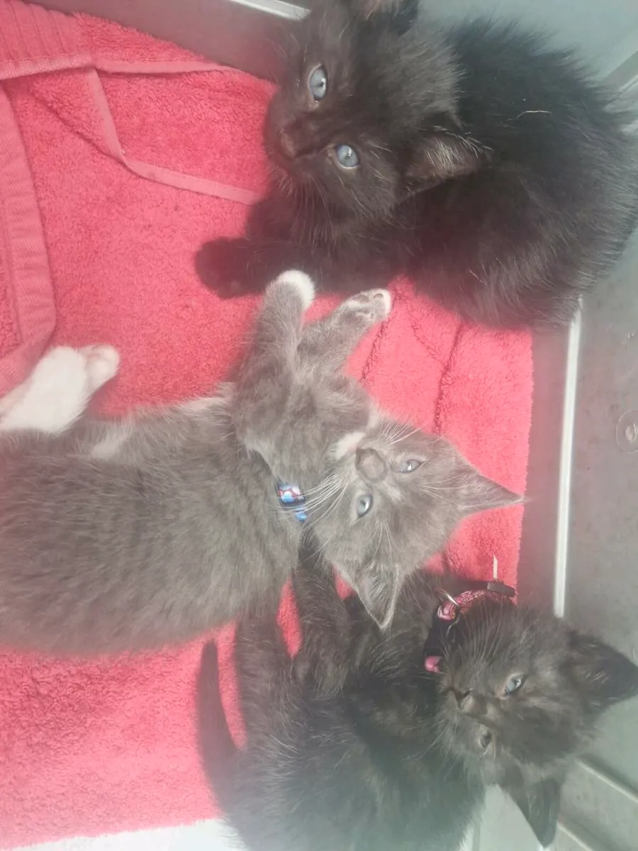 Kittens Russian Blue - Image 3