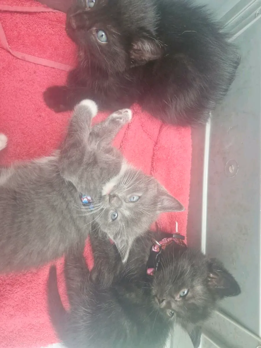 Kittens Russian Blue - Image 4