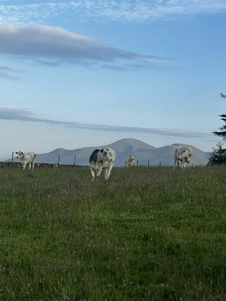 Heifers - Image 1