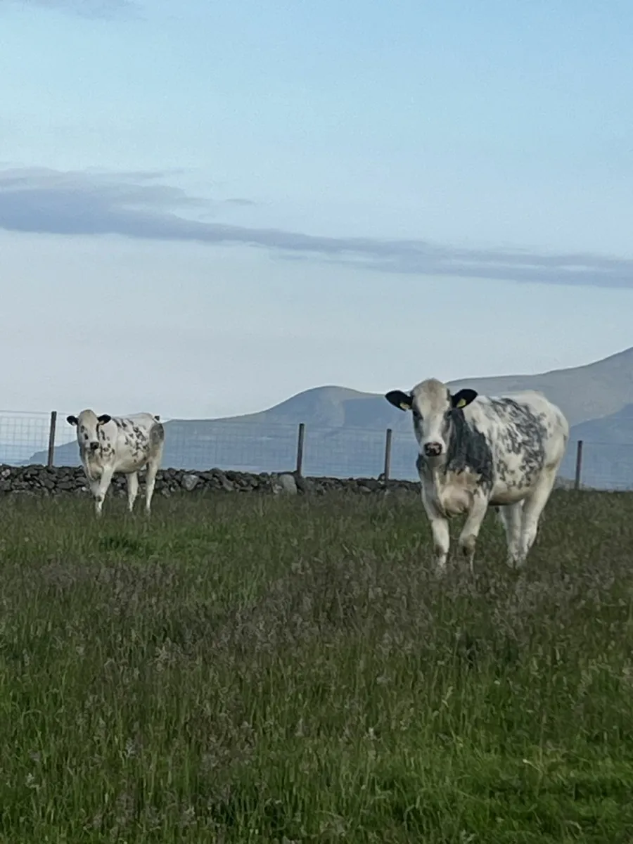 Heifers - Image 2