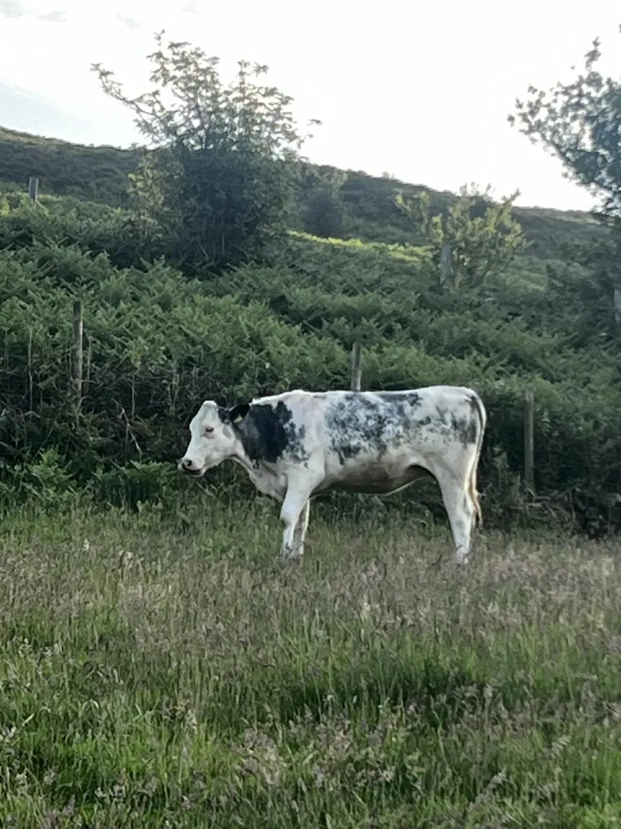 Heifers - Image 3