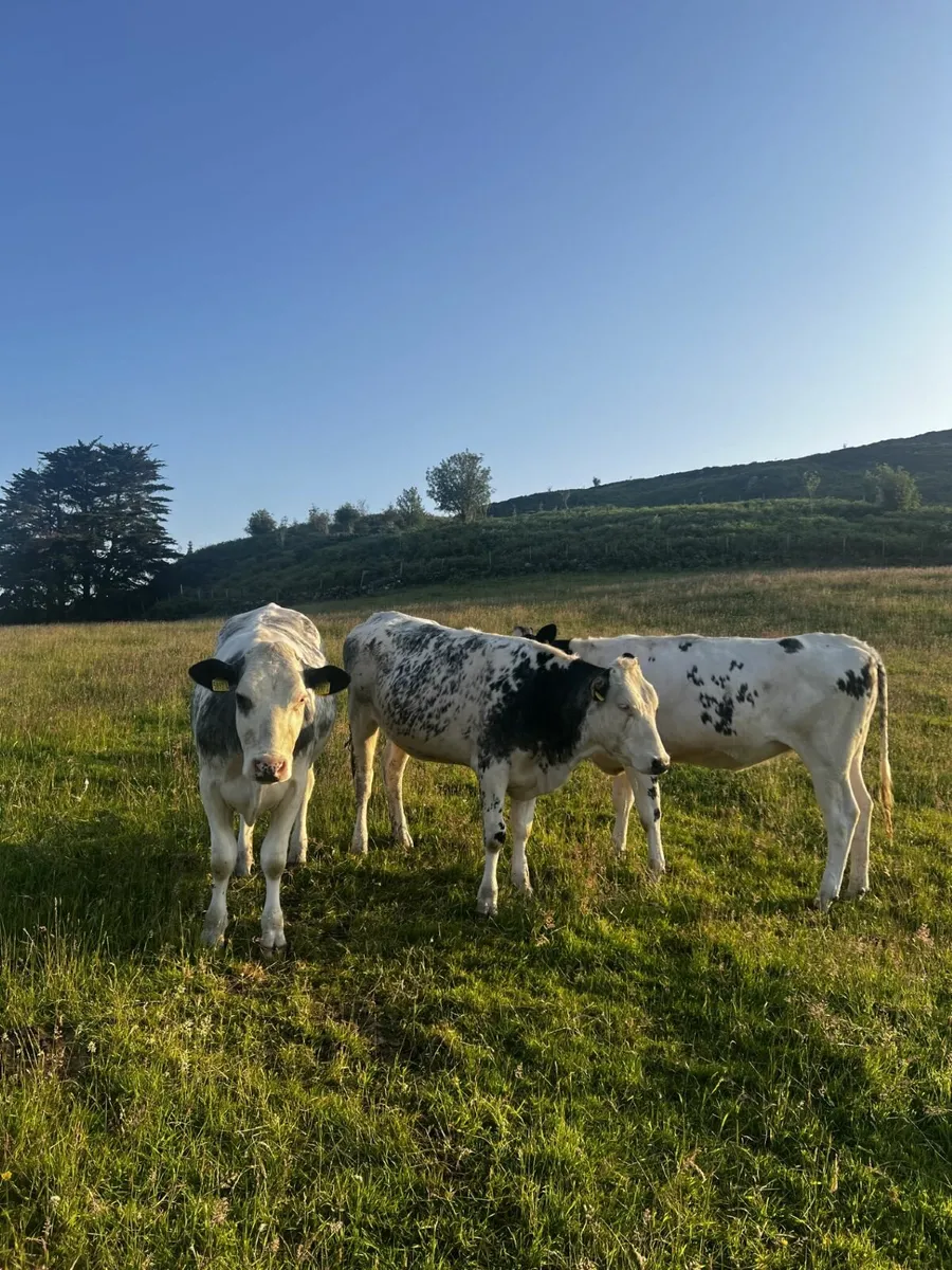 Heifers - Image 4