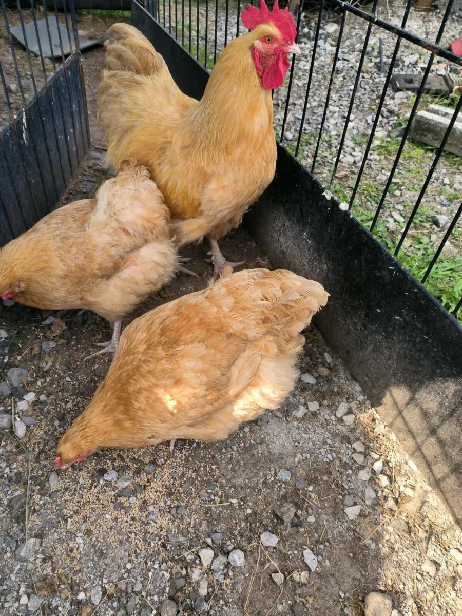 4Buff Orpington chicks - Image 2