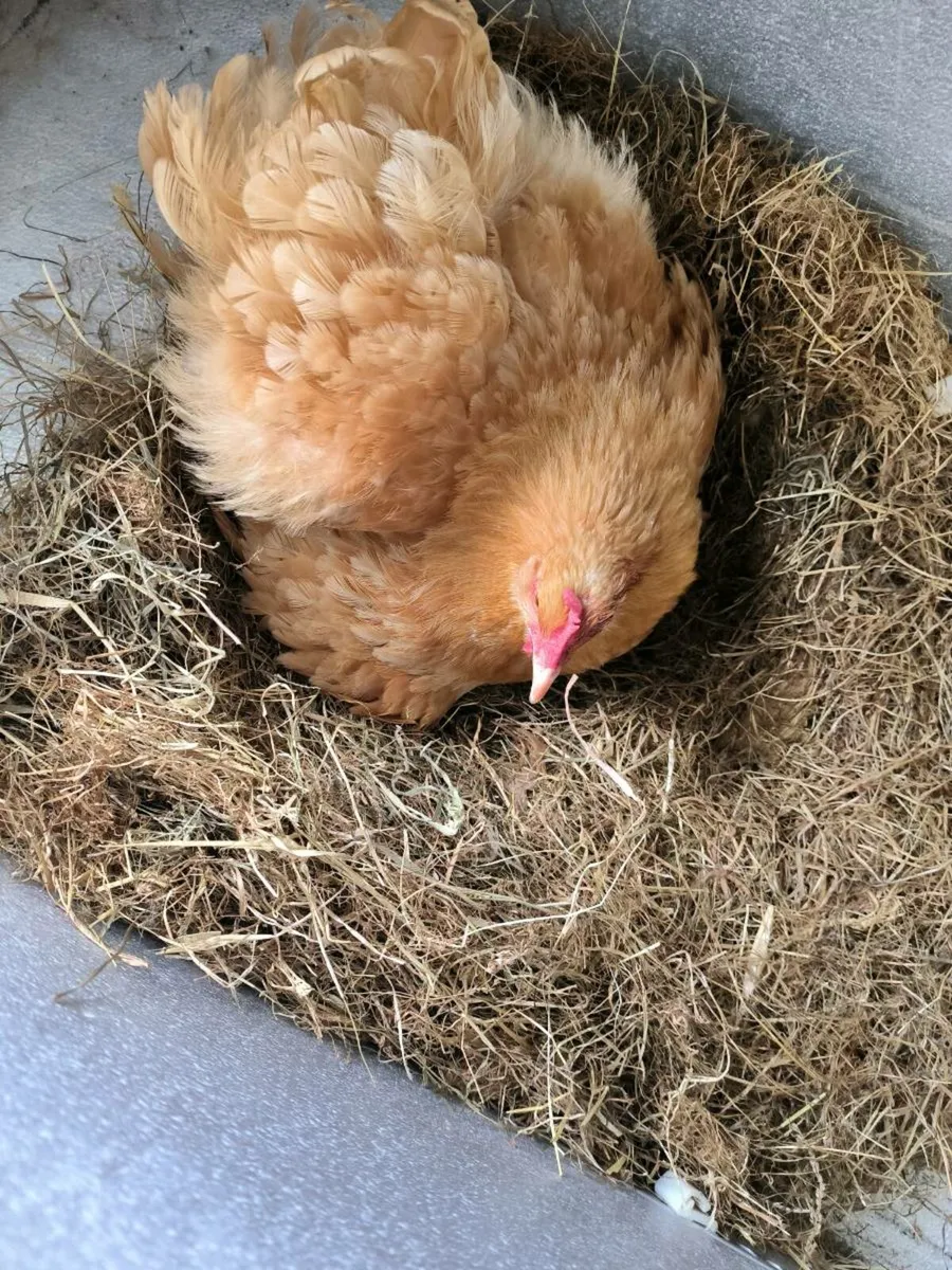 4Buff Orpington chicks - Image 3