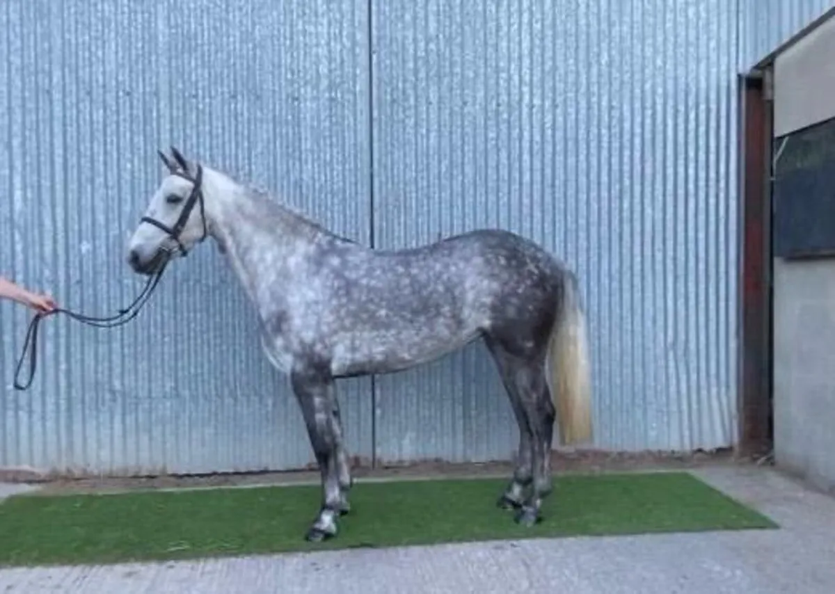 Class 1 four year old mare - Image 3