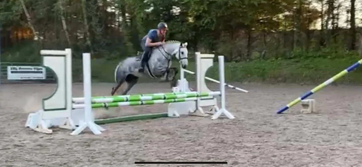 Class 1 four year old mare - Image 1