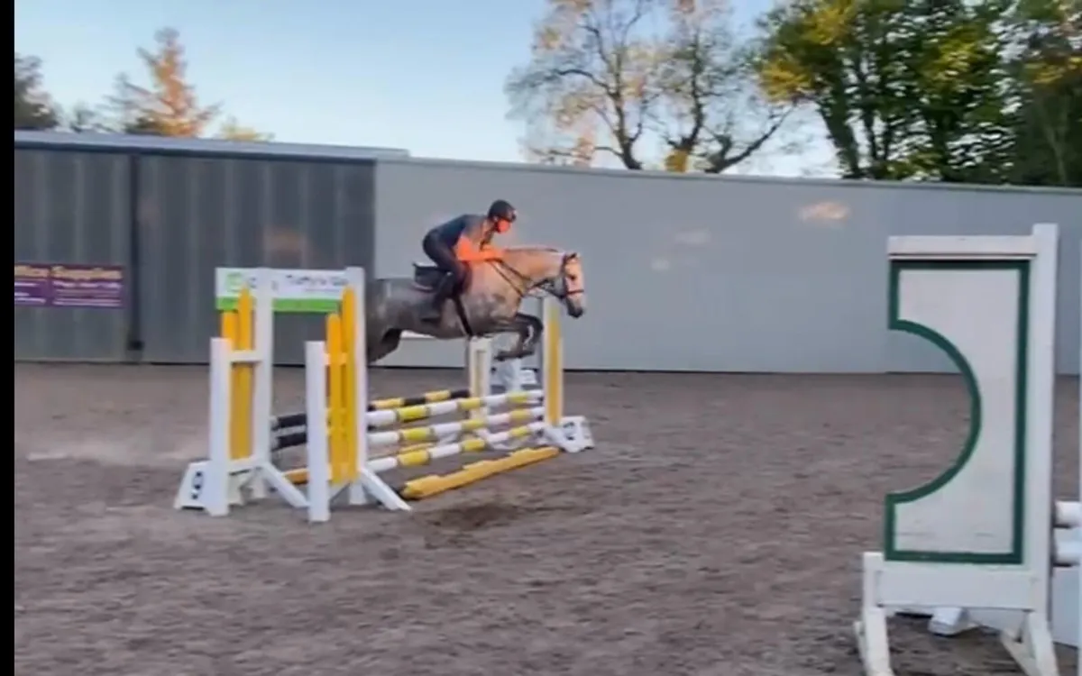 Class 1 four year old mare - Image 4