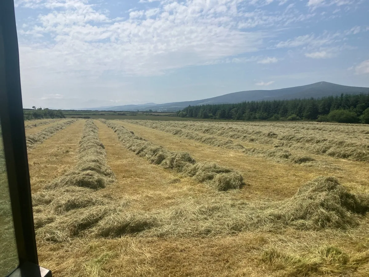 Hay small square bales - Image 1