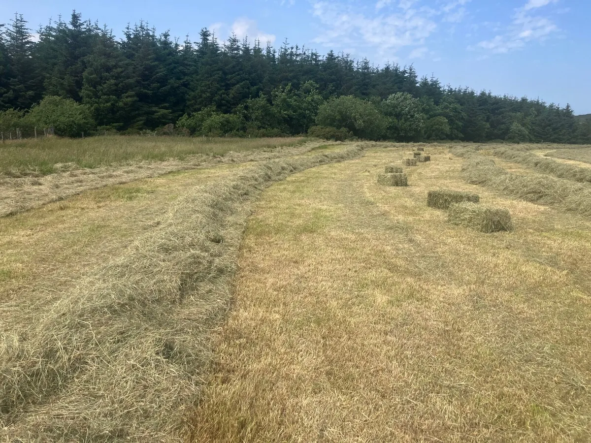 Hay small square bales - Image 3