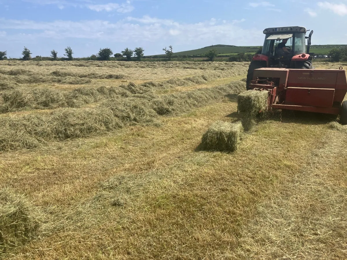 Hay small square bales - Image 4