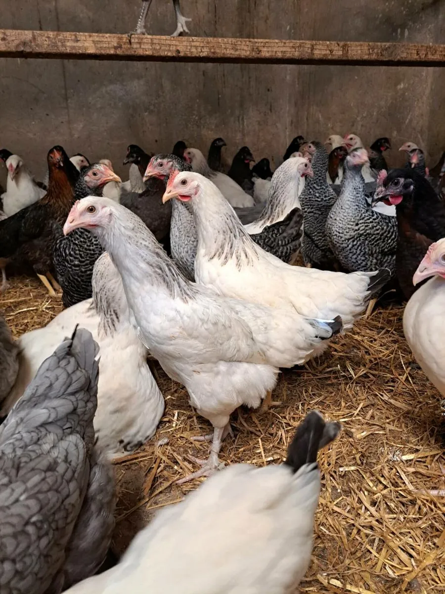 Hydrid Red Pullets & Hertiage Breeds - Image 2