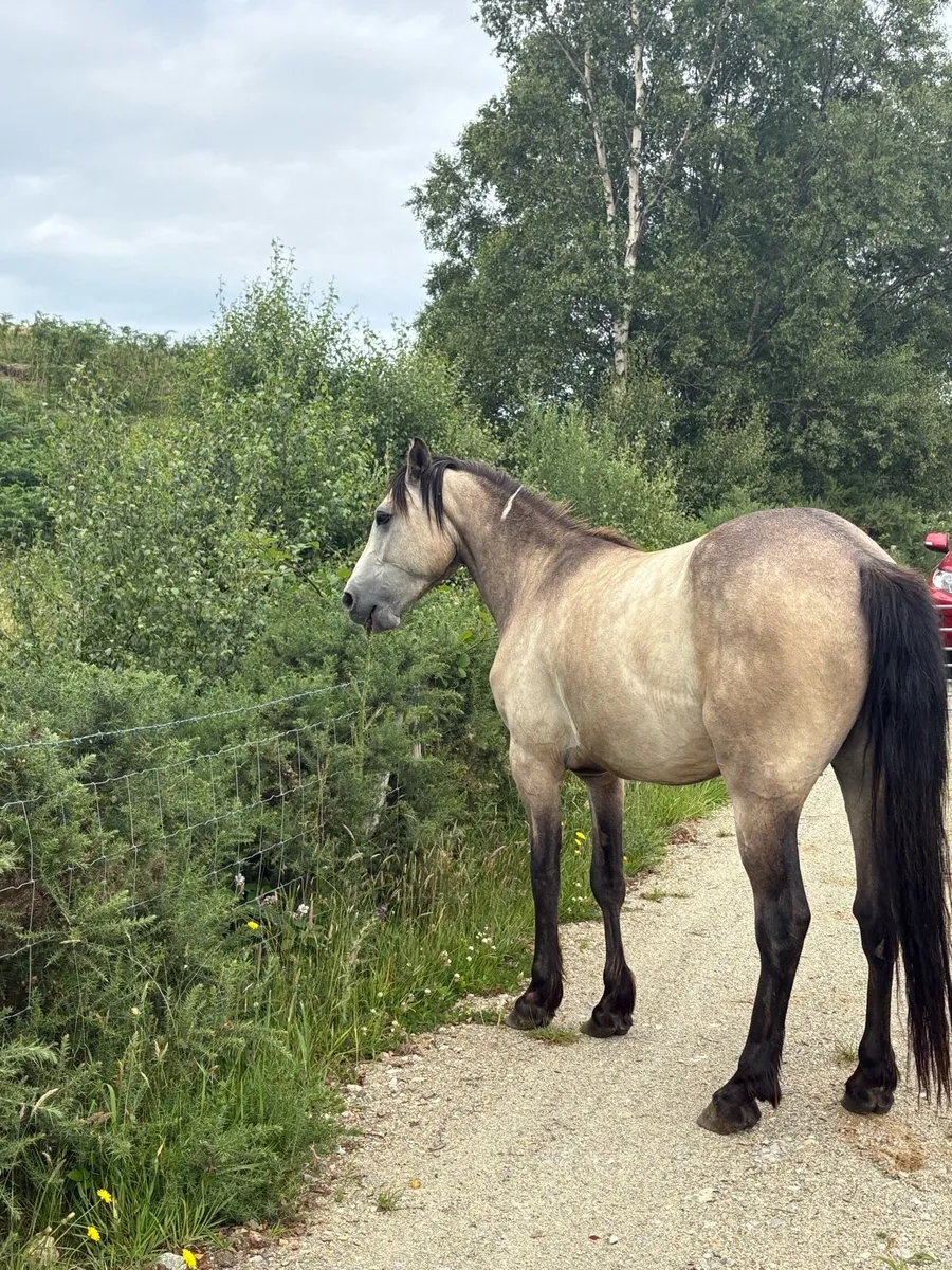 ❗️❕Three year old geldings ❕❗️ - Image 1