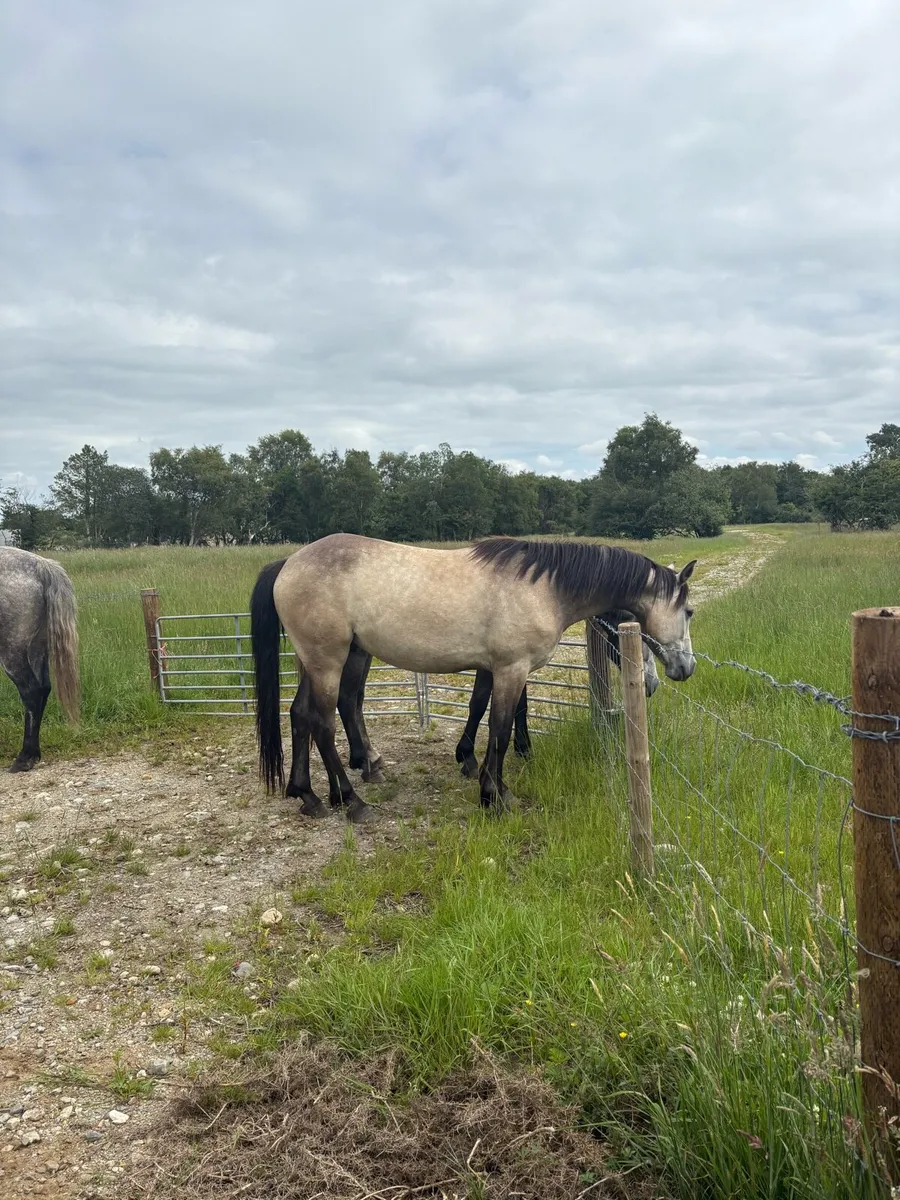 ❗️❕Three year old geldings ❕❗️ - Image 2