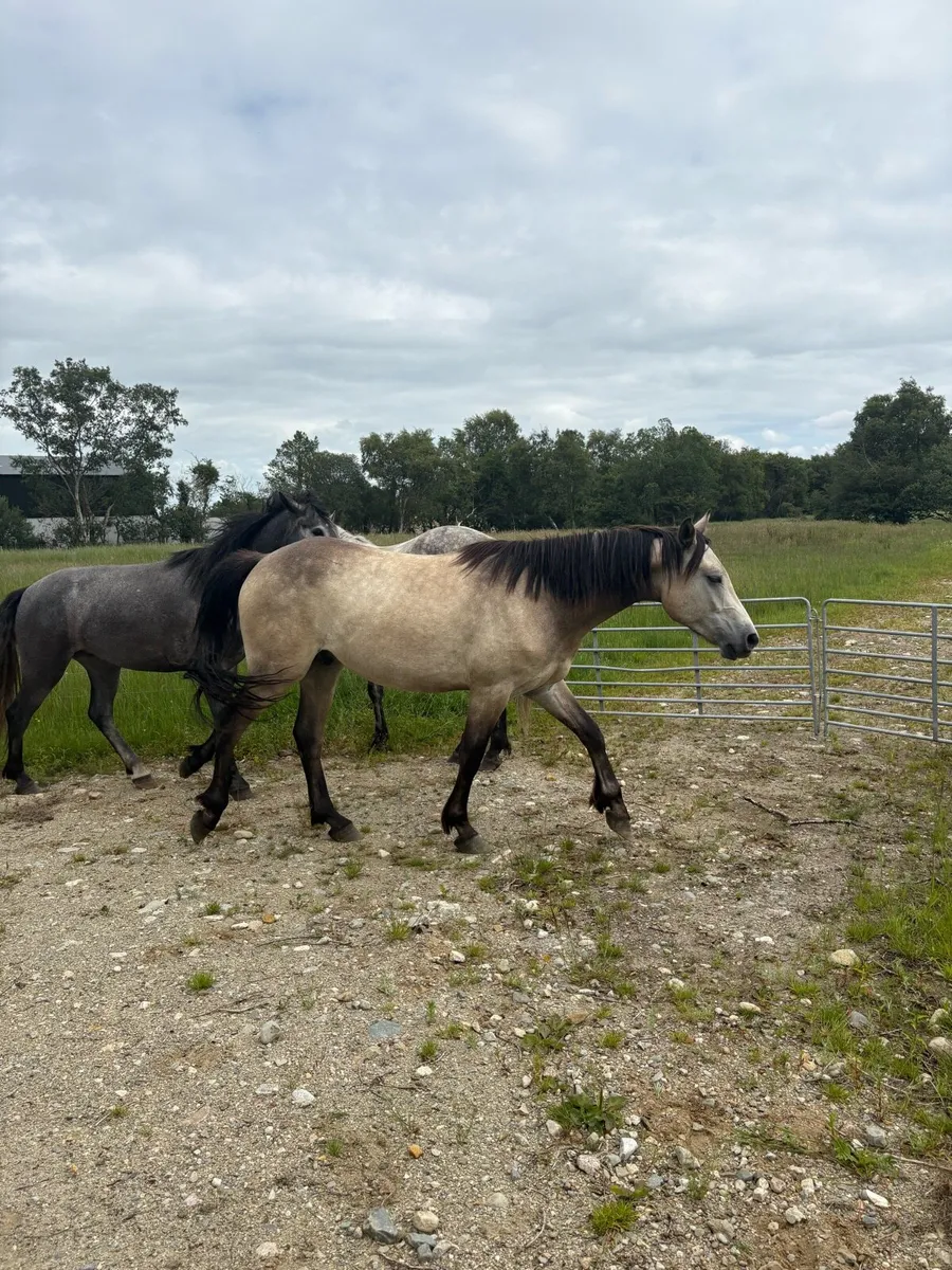 ❗️❕Three year old geldings ❕❗️ - Image 3