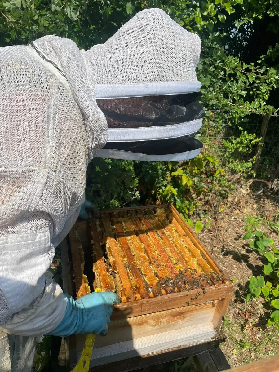 Bee hive