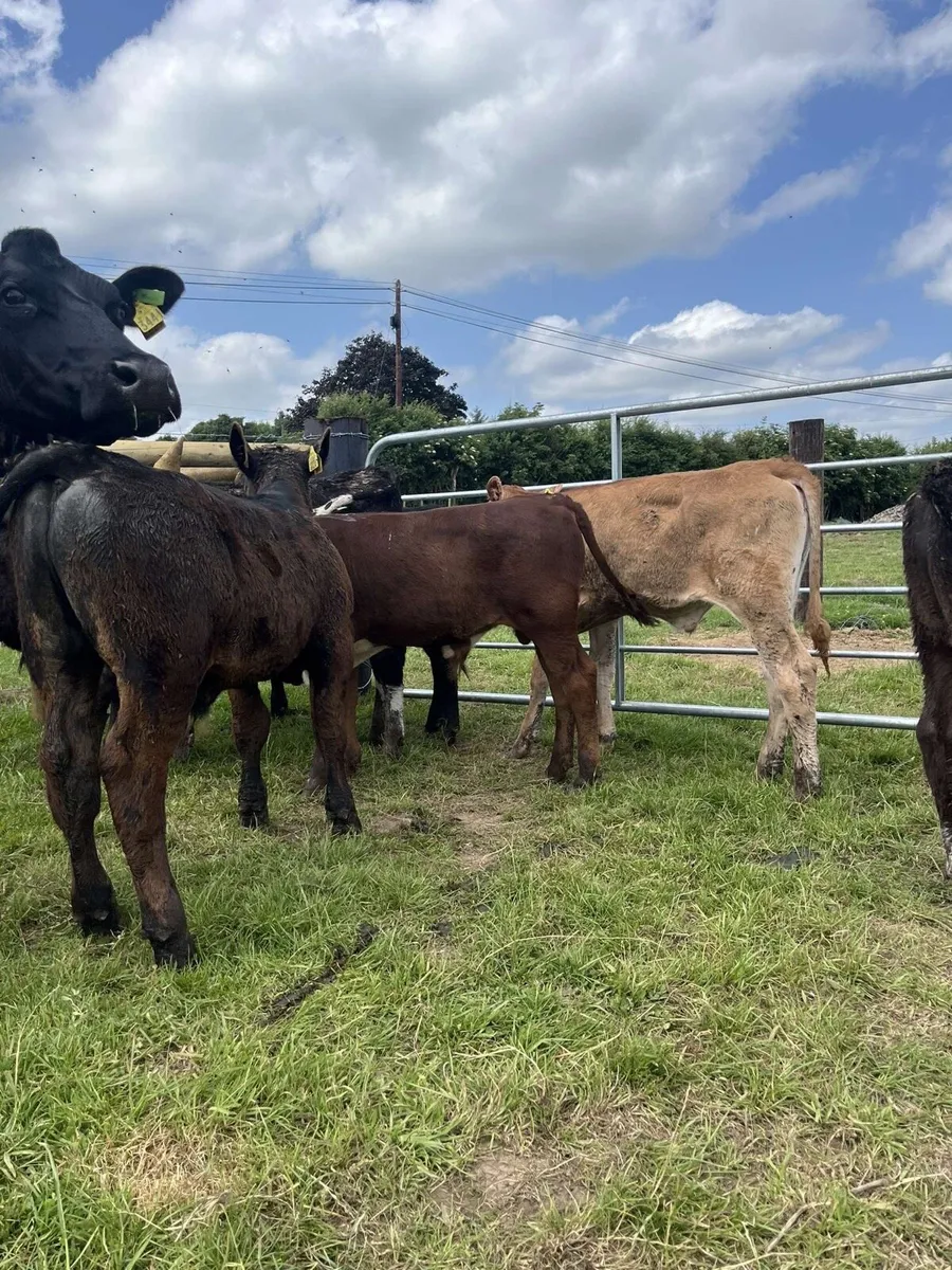 10 super bull runners - Image 1