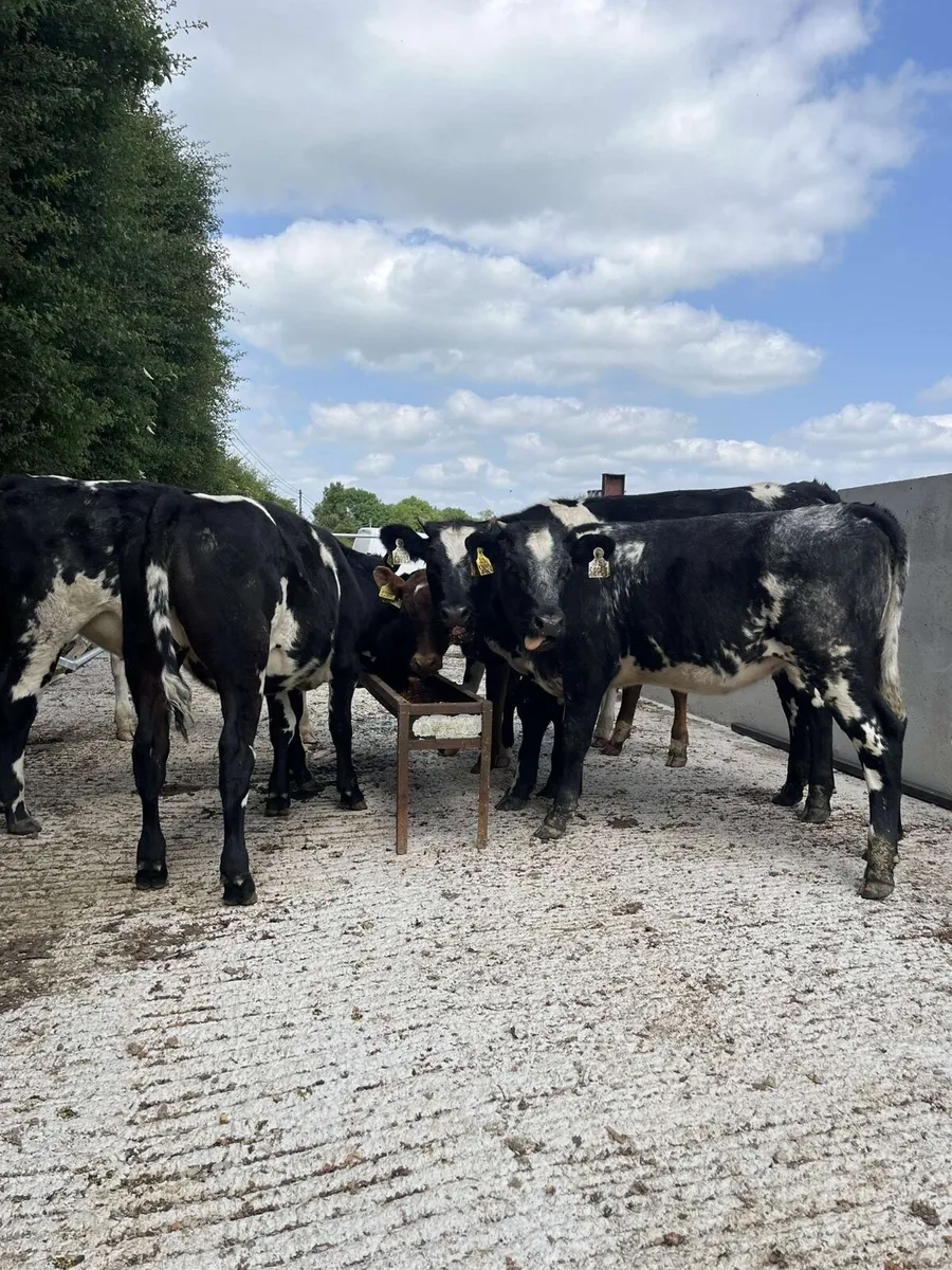 7 smashing shorthorn heifers - Image 1
