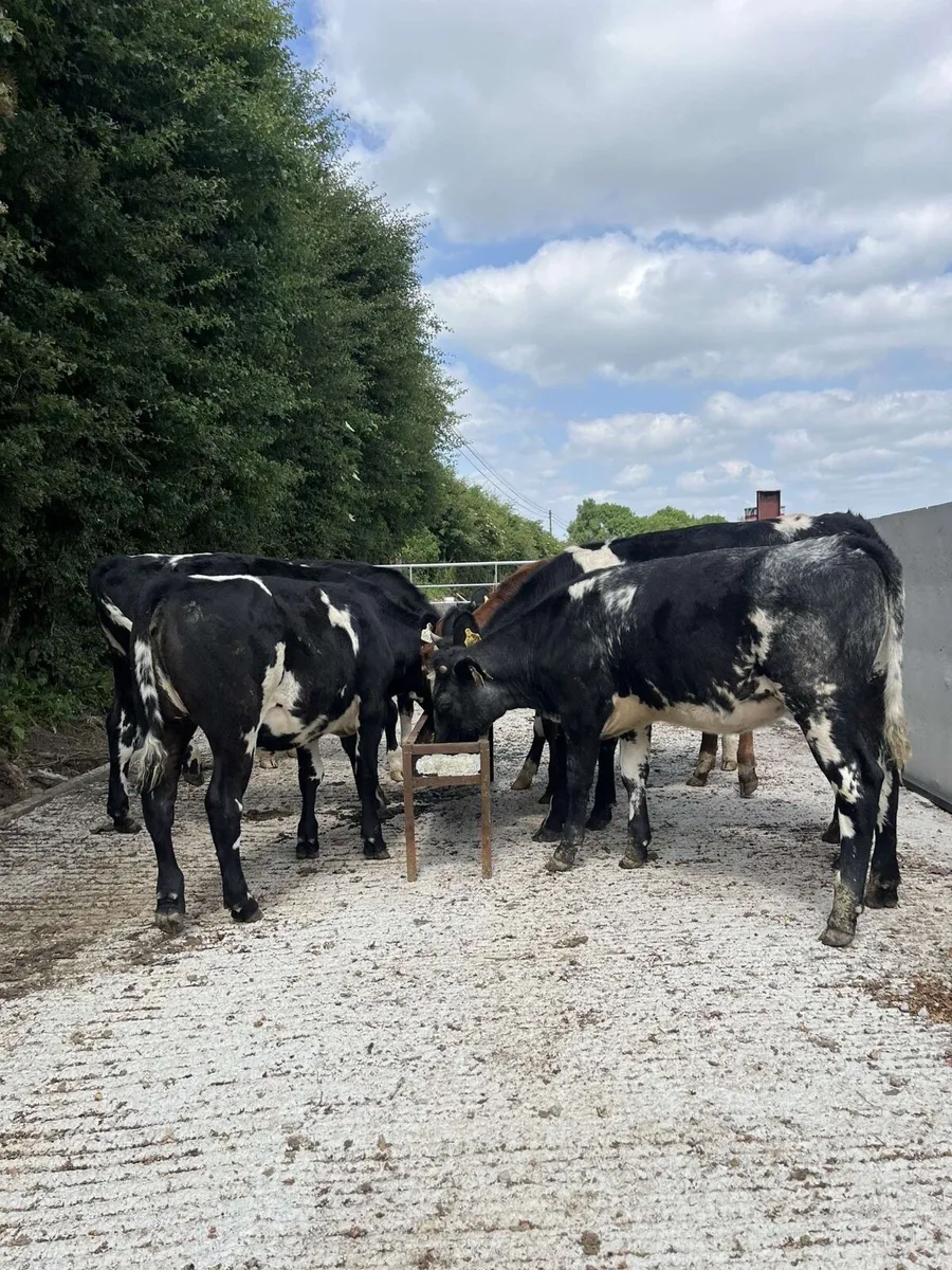7 smashing shorthorn heifers - Image 2