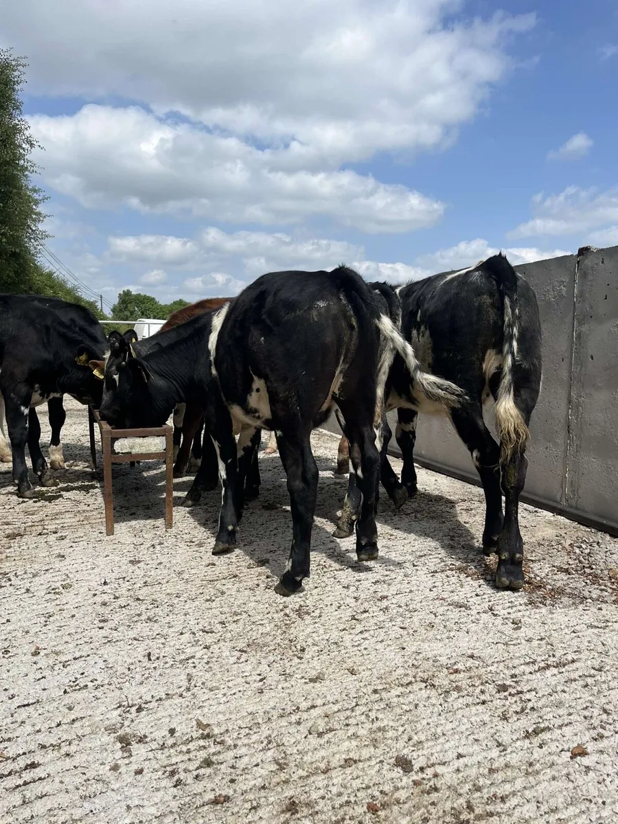 7 smashing shorthorn heifers - Image 4