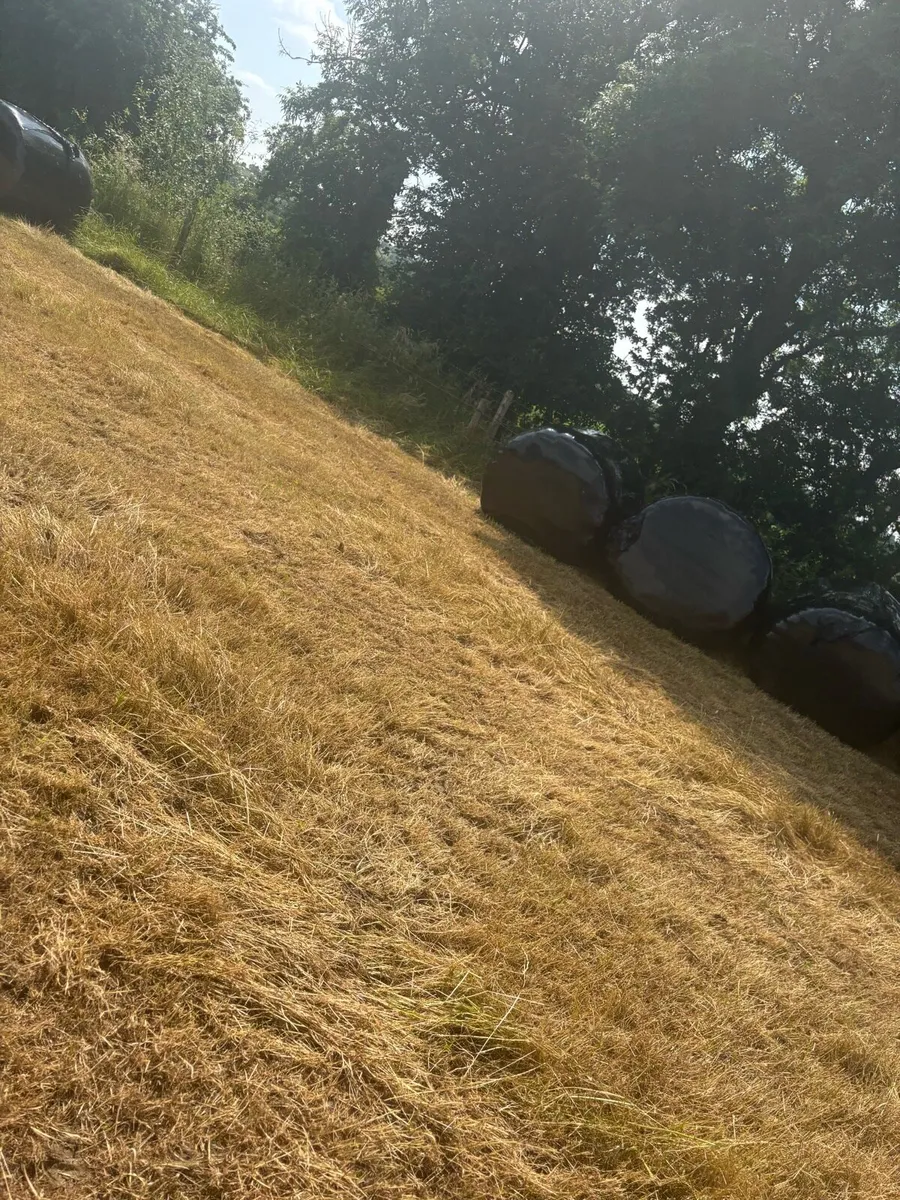 Silage - Image 2