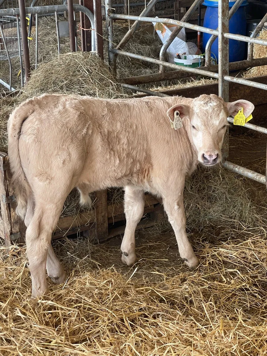Chx bull calf - Image 1