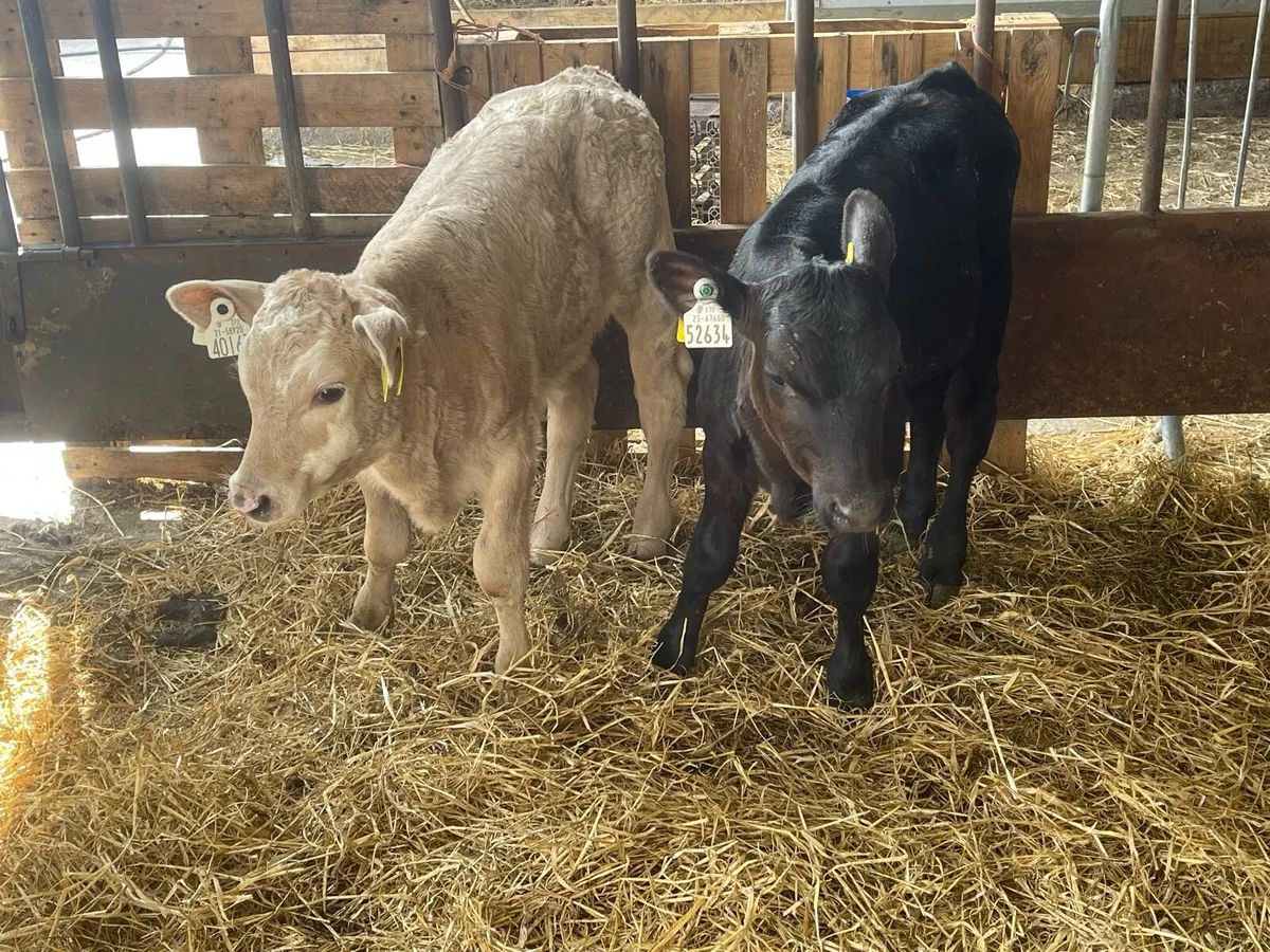 Chx bull calf - Image 2