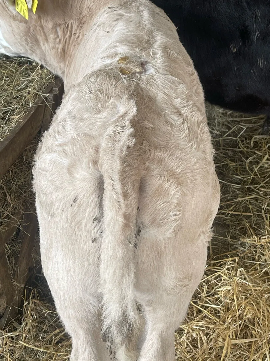 Chx bull calf - Image 3