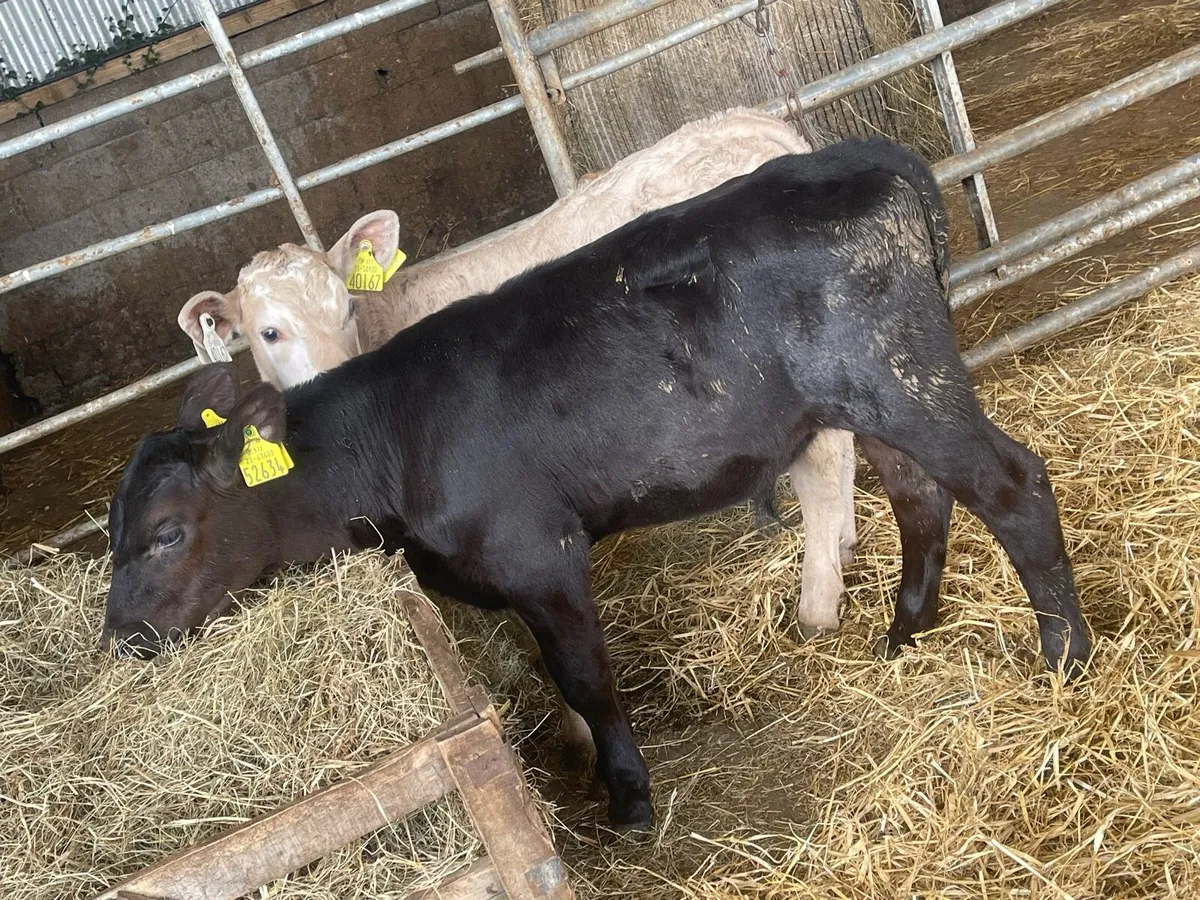 Chx bull calf - Image 4