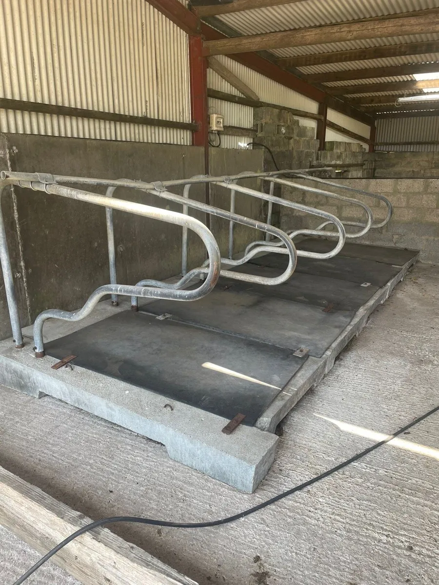 Concrete cattle cubicles - Image 1