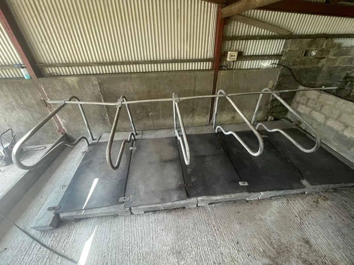 Concrete cattle cubicles - Image 2