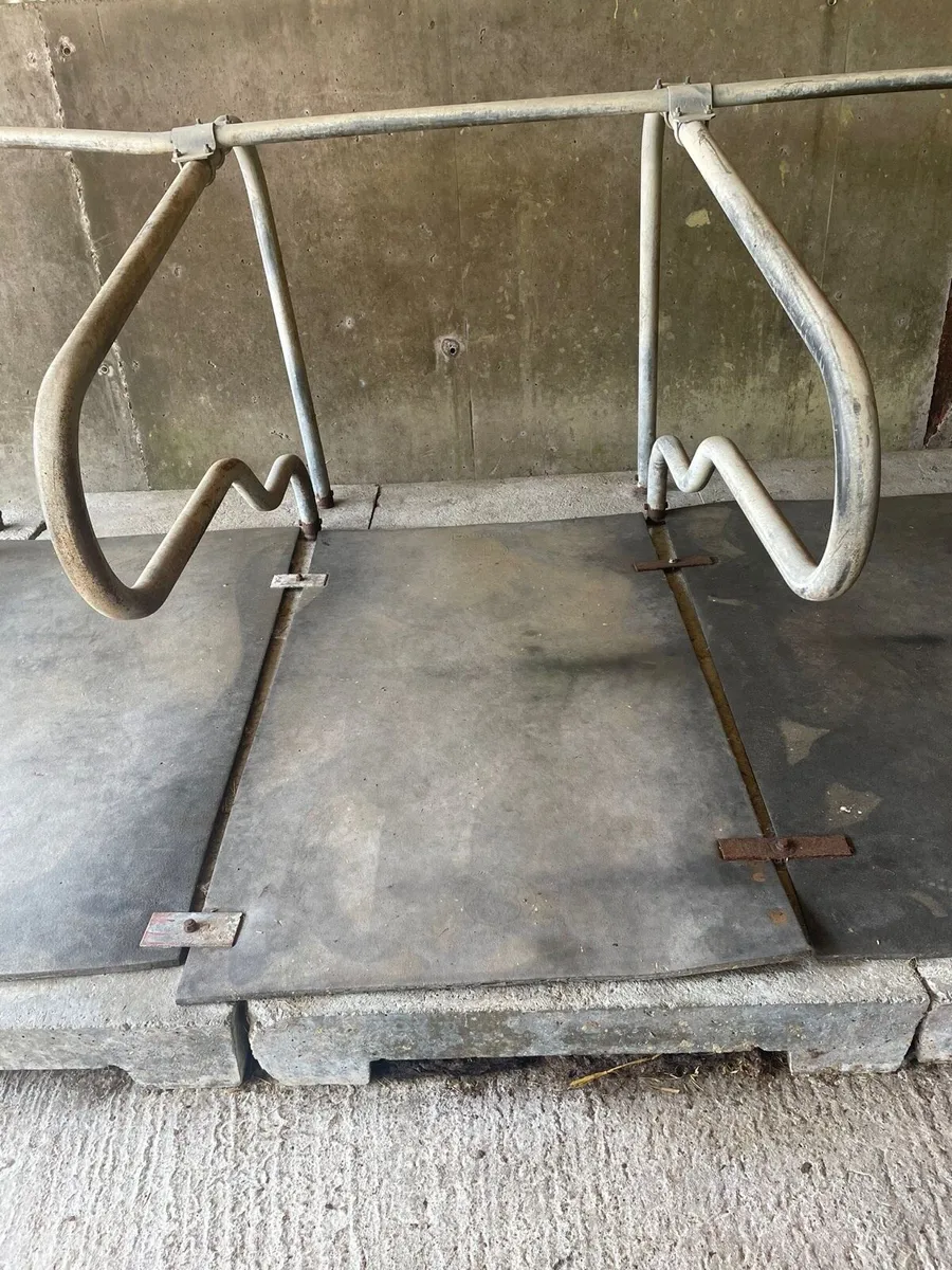 Concrete cattle cubicles - Image 3