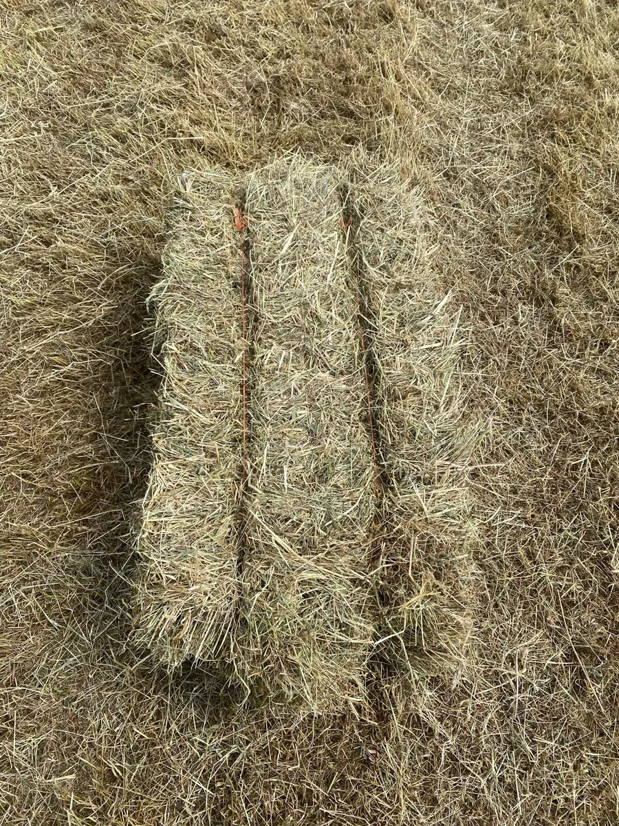 Hay - Image 1