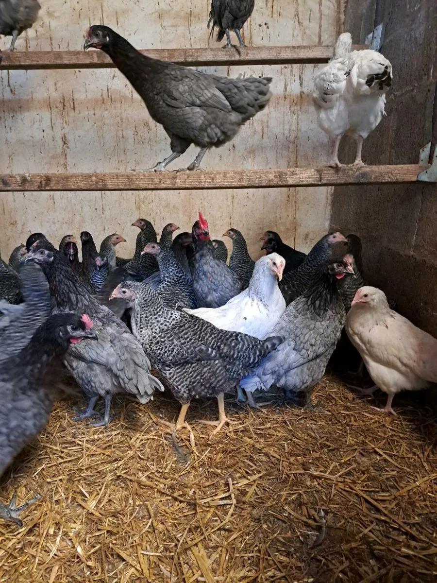 Myshall Poultry Sale Carlow The Final One 🥹 - Image 2
