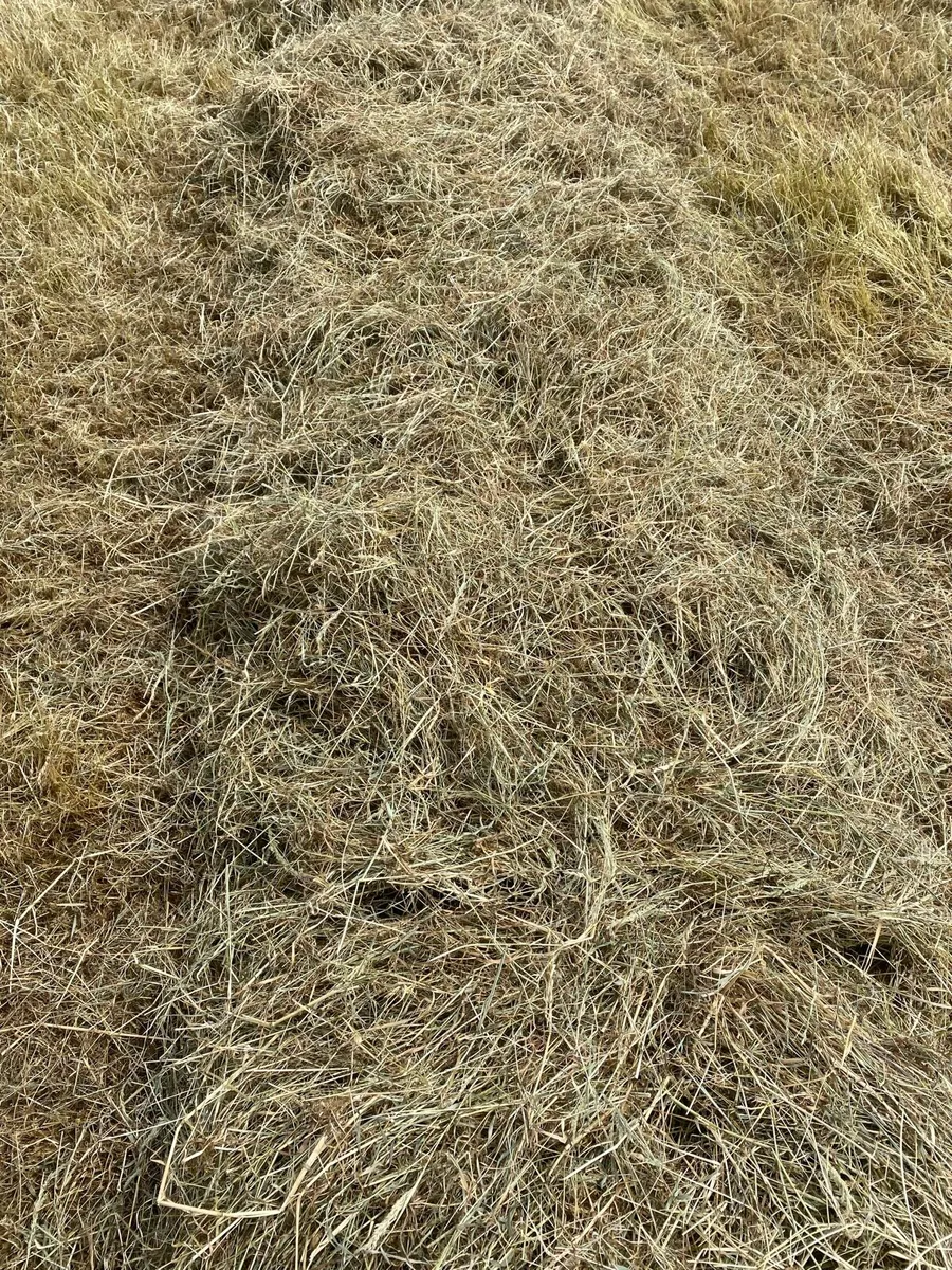Hay - Image 2