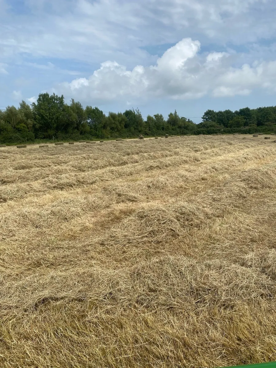 Hay - Image 3