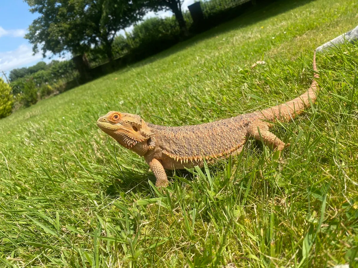 Bearded Dragon - Image 1