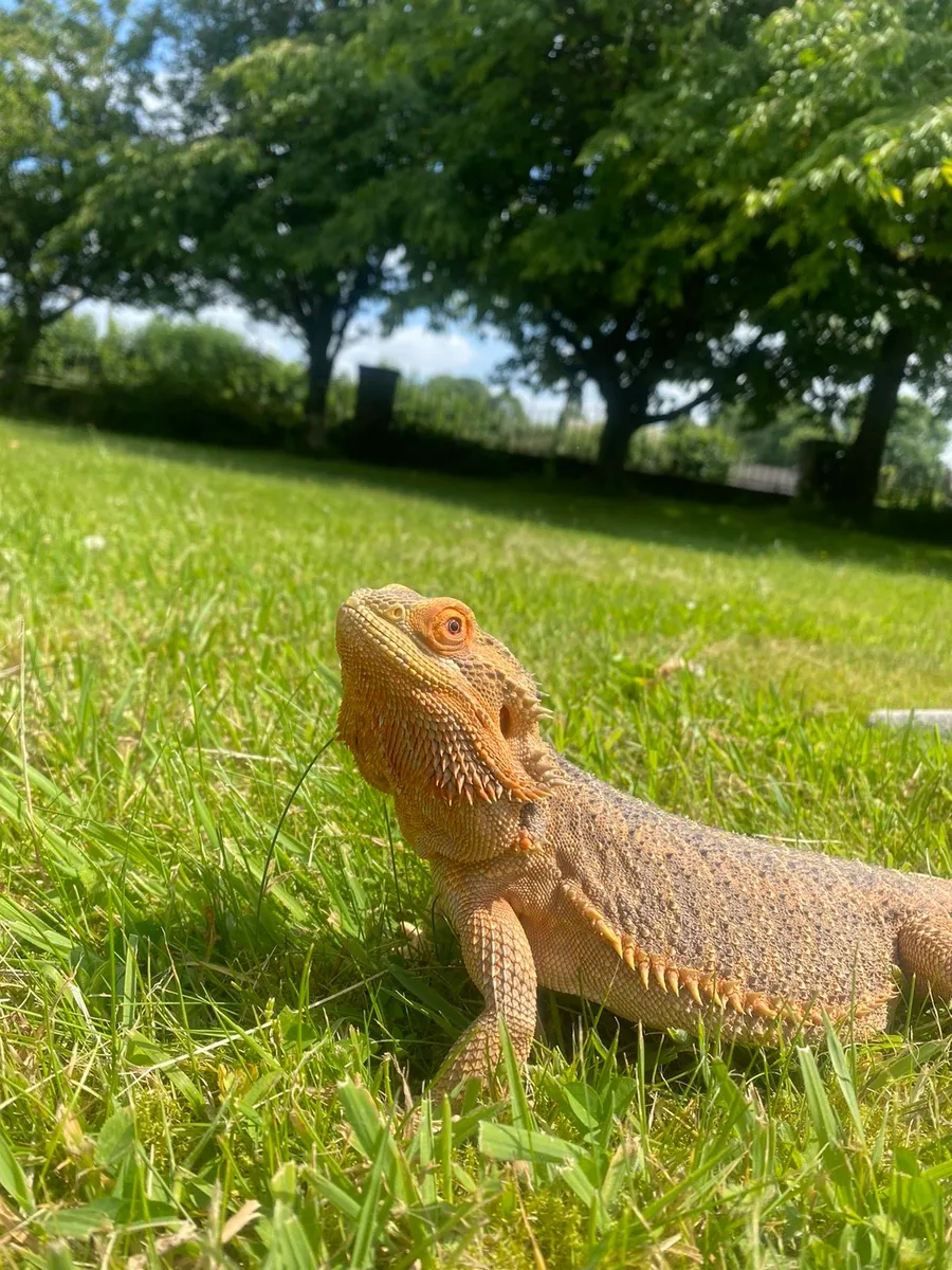 Bearded Dragon - Image 2