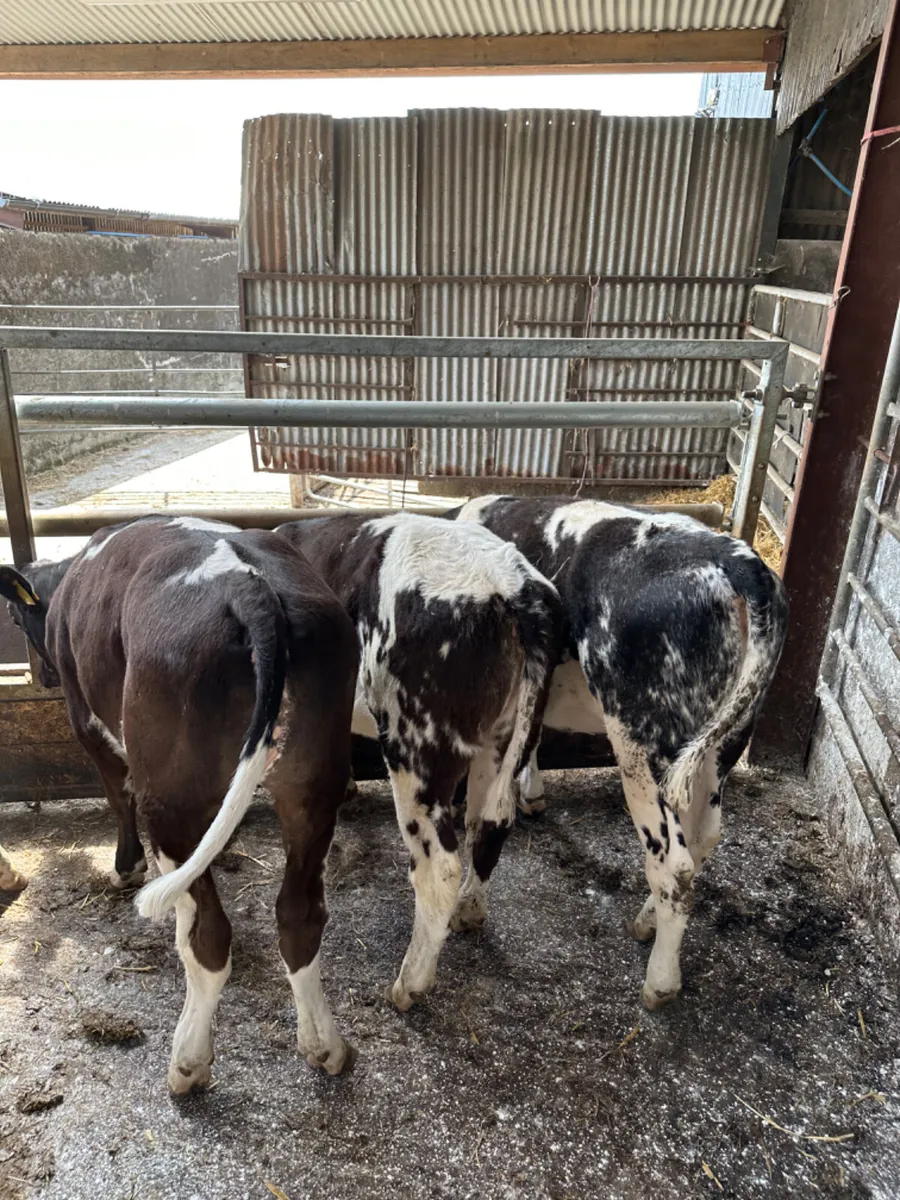 Blue heifers - Image 2