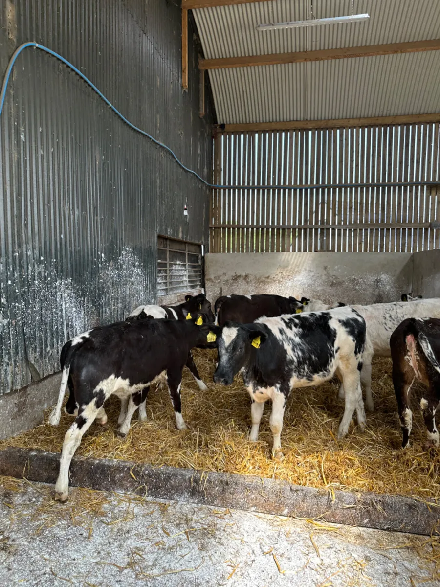 Blue heifers - Image 4