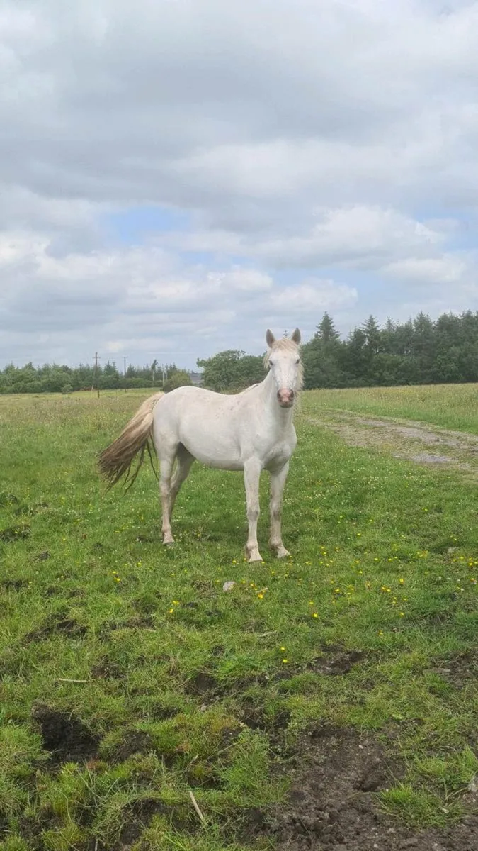 3yr old Connemara Filly - Image 1