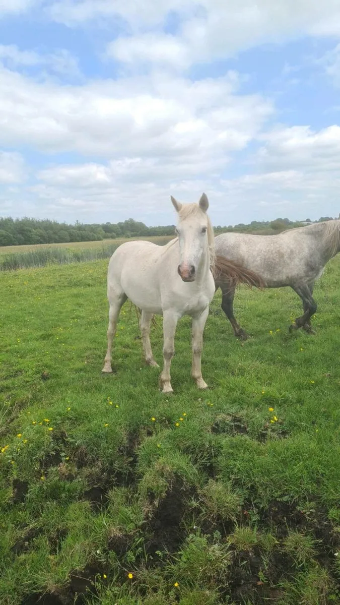 3yr old Connemara Filly - Image 2