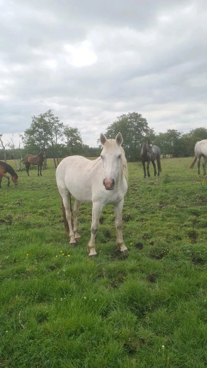 3yr old Connemara Filly - Image 3