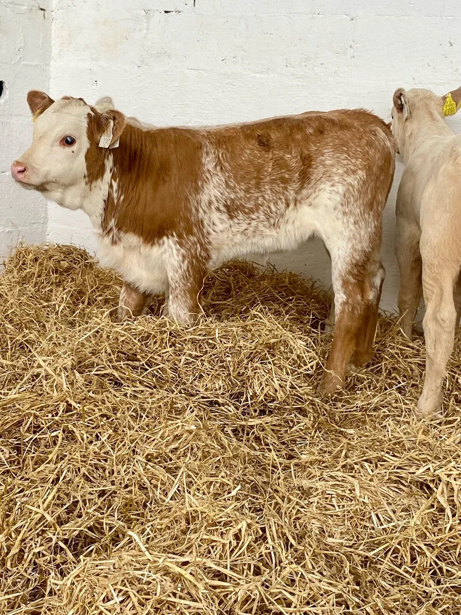 4 SERIOUS QUALITY SUCKLER BRED CH HEIFER CALVES - Image 1