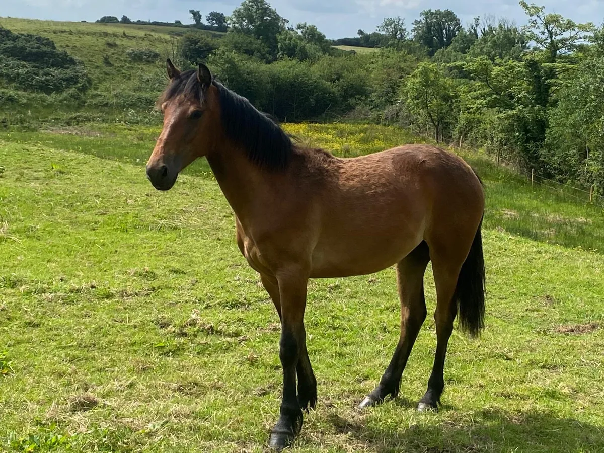 Connemara yearling filly - Image 1