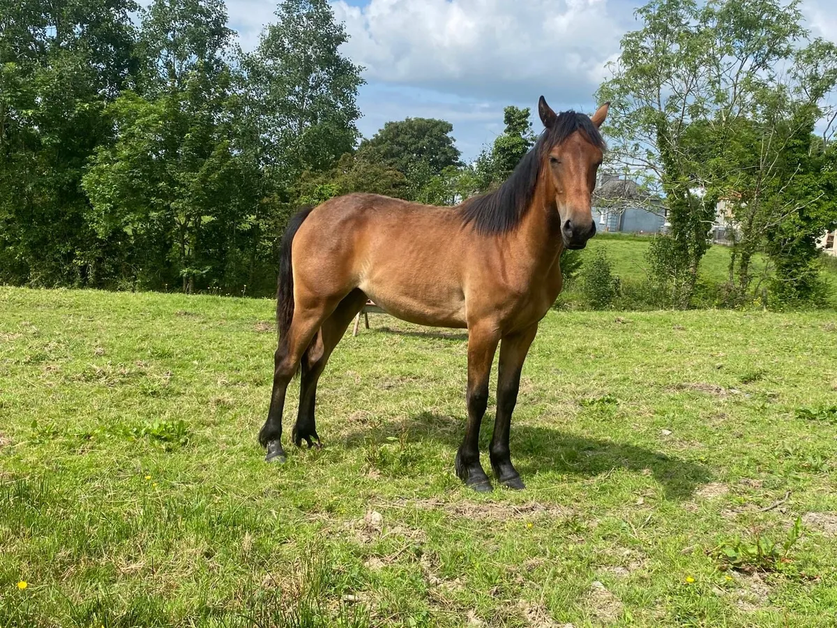 Connemara yearling filly - Image 2