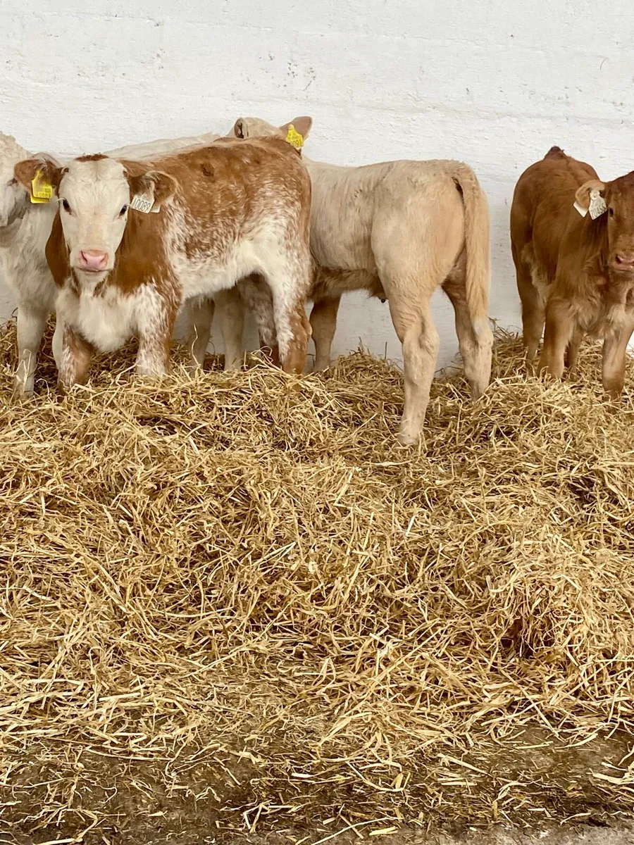4 SERIOUS QUALITY SUCKLER BRED CH HEIFER CALVES - Image 2