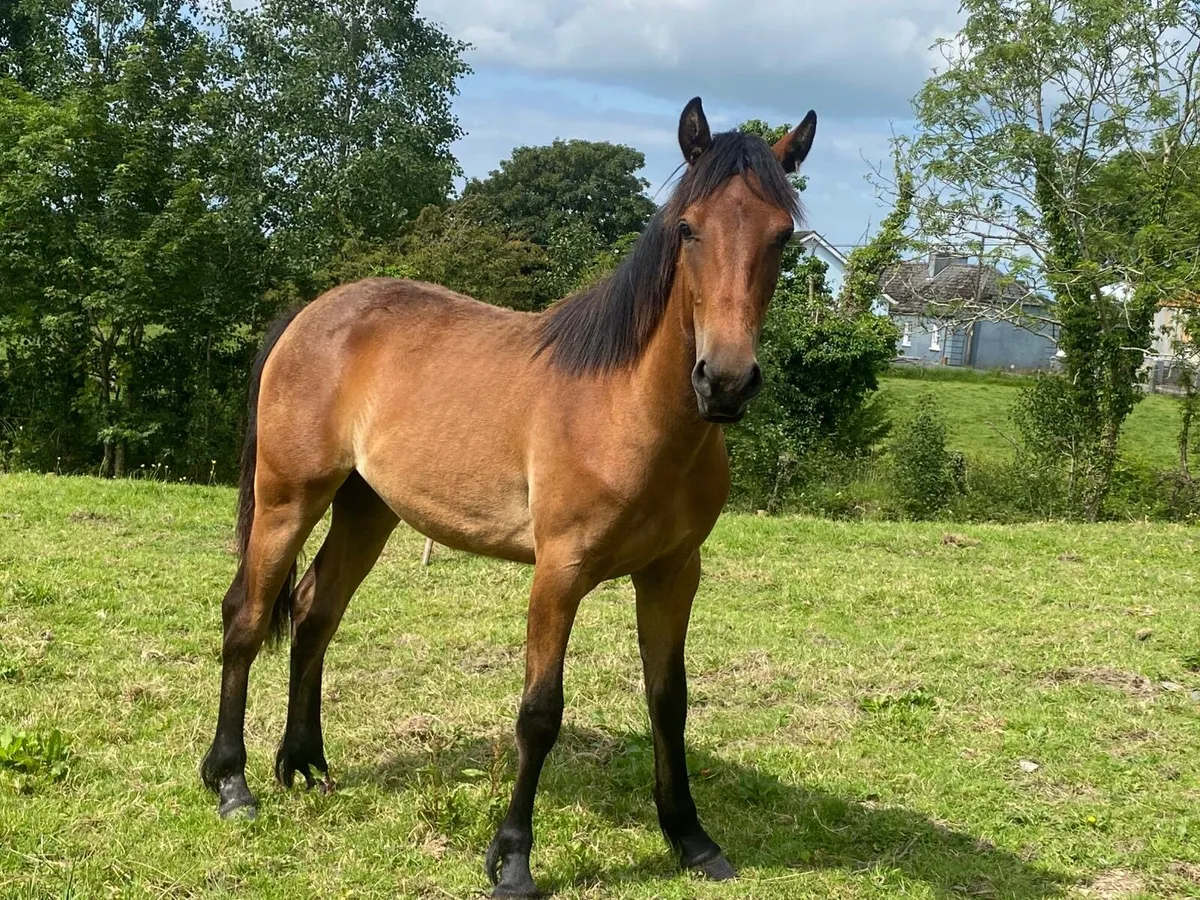 Connemara yearling filly - Image 3