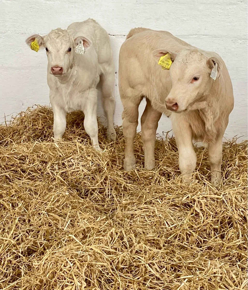 4 SERIOUS QUALITY SUCKLER BRED CH HEIFER CALVES - Image 3